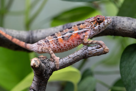 Holdbacks/Individuals: Ambilobe Offspring From "Manamanga-anina" (AKA Blue Breeze) x "Volamena-vovoka" (AKA Gold Dust) - Hatched Jan - Feb 2026 - Male #5