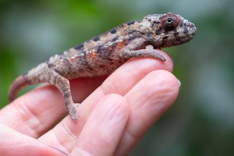 Holdbacks/Individuals: Ambilobe Offspring From "Manamanga-anina" (AKA Blue Breeze) x "Volamena-vovoka" (AKA Gold Dust) - Hatched Jan - Feb 2026 - Male #6