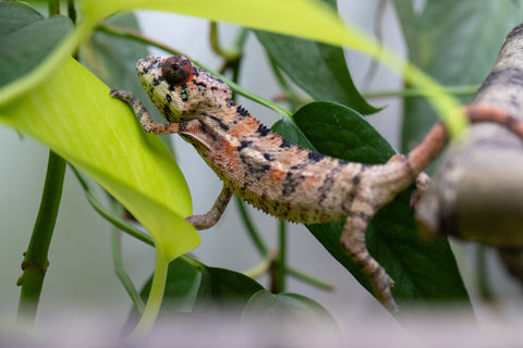 Holdbacks/Individuals: Ambilobe Offspring From "Manamanga-anina" (AKA Blue Breeze) x "Volamena-vovoka" (AKA Gold Dust) - Hatched Jan - Feb 2026 - Male #6