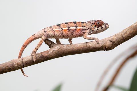 Holdbacks/Individuals: Ambilobe Offspring From "Manamanga-anina" (AKA Blue Breeze) x "Volamena-vovoka" (AKA Gold Dust) - Hatched Jan - Feb 2026 - Male #6