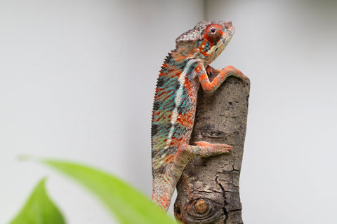 Ambilobe From "Manamanga-anina" (AKA Blue Breeze) x "Volamena-vovoka" (AKA Gold Dust) - Hatched Jan - Feb 2026 - Male #6
