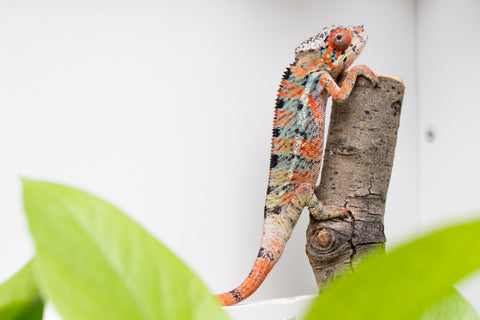 Ambilobe From "Manamanga-anina" (AKA Blue Breeze) x "Volamena-vovoka" (AKA Gold Dust) - Hatched Jan - Feb 2026 - Male #6