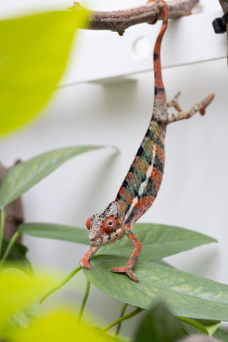 Ambilobe From "Manamanga-anina" (AKA Blue Breeze) x "Volamena-vovoka" (AKA Gold Dust) - Hatched Jan - Feb 2026 - Male #6
