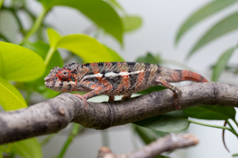 Ambilobe From "Manamanga-anina" (AKA Blue Breeze) x "Volamena-vovoka" (AKA Gold Dust) - Hatched Jan - Feb 2026 - Male #6
