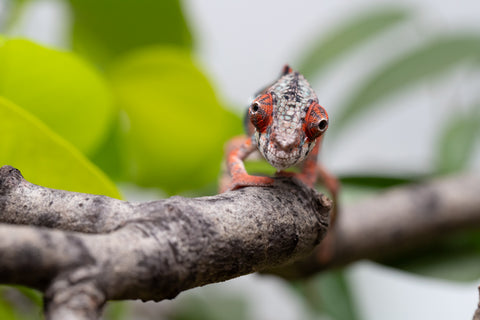 Ambilobe From "Manamanga-anina" (AKA Blue Breeze) x "Volamena-vovoka" (AKA Gold Dust) - Hatched Jan - Feb 2026 - Male #6