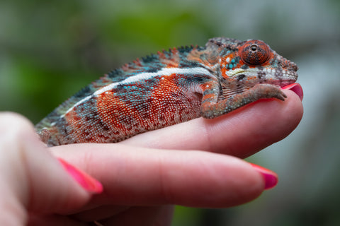 Ambilobe From "Manamanga-anina" (AKA Blue Breeze) x "Volamena-vovoka" (AKA Gold Dust) - Hatched Jan - Feb 2026 - Male #6