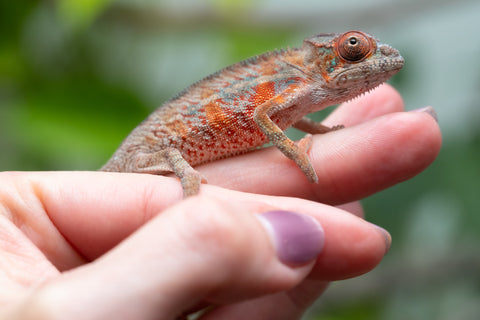 Holdbacks/Individuals: Ambilobe Offspring From "Manamanga-anina" (AKA Blue Breeze) x "Volamena-vovoka" (AKA Gold Dust) - Hatched Jan - Feb 2026 - Male #7