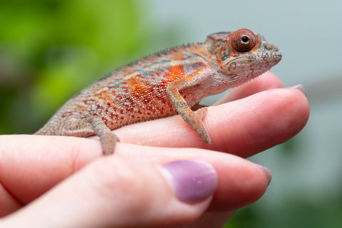 Holdbacks/Individuals: Ambilobe Offspring From "Manamanga-anina" (AKA Blue Breeze) x "Volamena-vovoka" (AKA Gold Dust) - Hatched Jan - Feb 2026 - Male #7