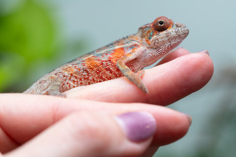 Holdbacks/Individuals: Ambilobe Offspring From "Manamanga-anina" (AKA Blue Breeze) x "Volamena-vovoka" (AKA Gold Dust) - Hatched Jan - Feb 2026 - Male #7