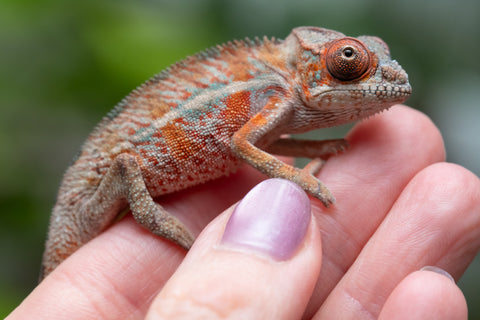Holdbacks/Individuals: Ambilobe Offspring From "Manamanga-anina" (AKA Blue Breeze) x "Volamena-vovoka" (AKA Gold Dust) - Hatched Jan - Feb 2026 - Male #7