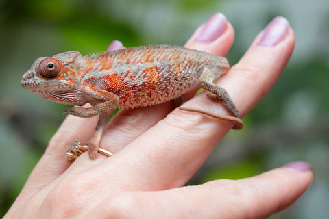 Holdbacks/Individuals: Ambilobe Offspring From "Manamanga-anina" (AKA Blue Breeze) x "Volamena-vovoka" (AKA Gold Dust) - Hatched Jan - Feb 2026 - Male #7