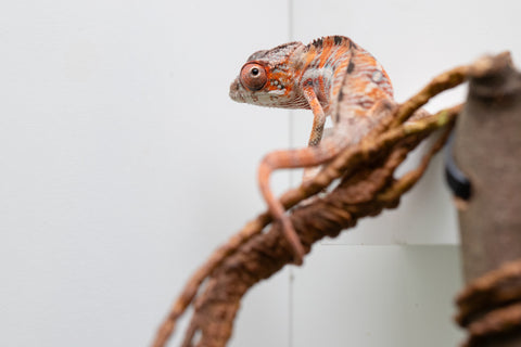 Holdbacks/Individuals: Ambilobe Offspring From "Manamanga-anina" (AKA Blue Breeze) x "Volamena-vovoka" (AKA Gold Dust) - Hatched Jan - Feb 2026 - Male #7