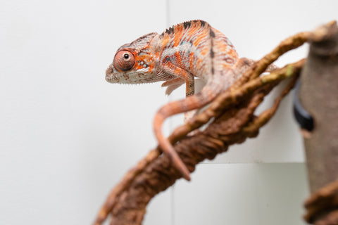 Holdbacks/Individuals: Ambilobe Offspring From "Manamanga-anina" (AKA Blue Breeze) x "Volamena-vovoka" (AKA Gold Dust) - Hatched Jan - Feb 2026 - Male #7