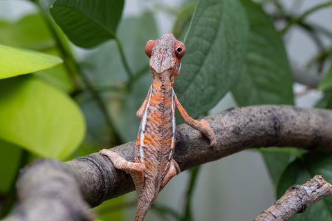 Holdbacks/Individuals: Ambilobe Offspring From "Manamanga-anina" (AKA Blue Breeze) x "Volamena-vovoka" (AKA Gold Dust) - Hatched Jan - Feb 2026 - Male #7