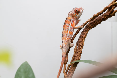 Holdbacks/Individuals: Ambilobe Offspring From "Manamanga-anina" (AKA Blue Breeze) x "Volamena-vovoka" (AKA Gold Dust) - Hatched Jan - Feb 2026 - Male #7