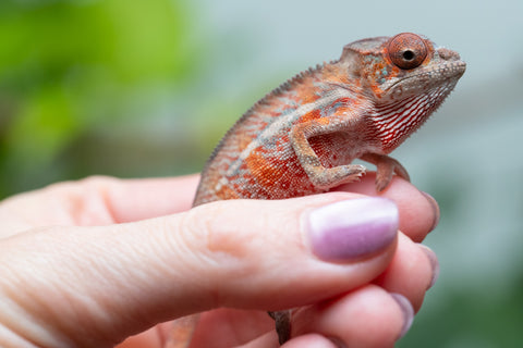 Holdbacks/Individuals: Ambilobe Offspring From "Manamanga-anina" (AKA Blue Breeze) x "Volamena-vovoka" (AKA Gold Dust) - Hatched Jan - Feb 2026 - Male #7