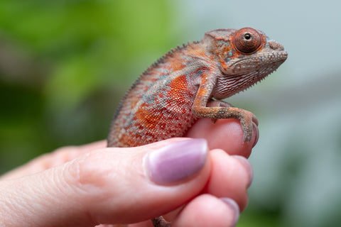Holdbacks/Individuals: Ambilobe Offspring From "Manamanga-anina" (AKA Blue Breeze) x "Volamena-vovoka" (AKA Gold Dust) - Hatched Jan - Feb 2026 - Male #7