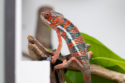 Ambilobe From "Manamanga-anina" (AKA Blue Breeze) x "Volamena-vovoka" (AKA Gold Dust) - Hatched Jan - Feb 2026 - Male #7