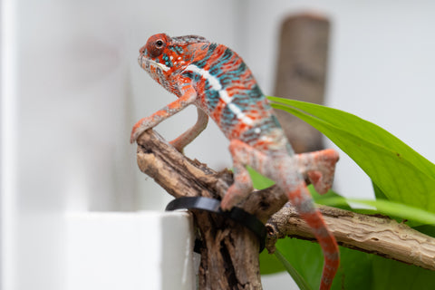 Ambilobe From "Manamanga-anina" (AKA Blue Breeze) x "Volamena-vovoka" (AKA Gold Dust) - Hatched Jan - Feb 2026 - Male #7