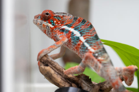 Ambilobe From "Manamanga-anina" (AKA Blue Breeze) x "Volamena-vovoka" (AKA Gold Dust) - Hatched Jan - Feb 2026 - Male #7