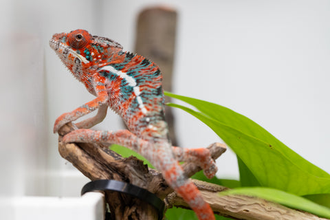 Ambilobe From "Manamanga-anina" (AKA Blue Breeze) x "Volamena-vovoka" (AKA Gold Dust) - Hatched Jan - Feb 2026 - Male #7