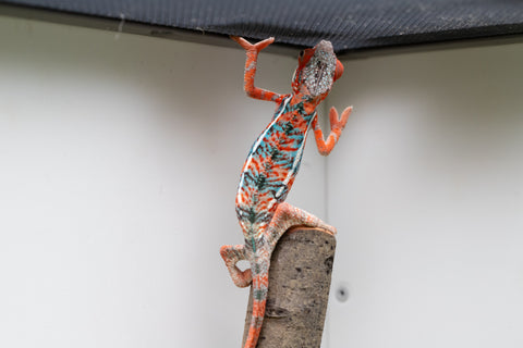 Ambilobe From "Manamanga-anina" (AKA Blue Breeze) x "Volamena-vovoka" (AKA Gold Dust) - Hatched Jan - Feb 2026 - Male #7