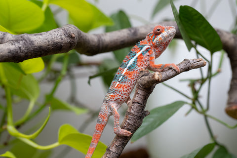 Ambilobe From "Manamanga-anina" (AKA Blue Breeze) x "Volamena-vovoka" (AKA Gold Dust) - Hatched Jan - Feb 2026 - Male #7