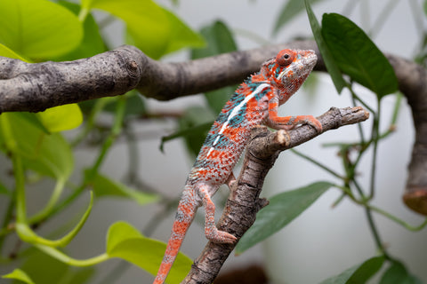 Ambilobe From "Manamanga-anina" (AKA Blue Breeze) x "Volamena-vovoka" (AKA Gold Dust) - Hatched Jan - Feb 2026 - Male #7