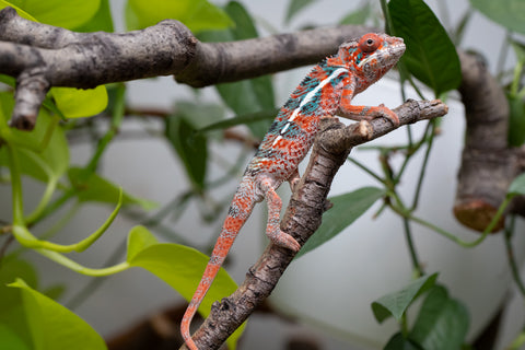 Ambilobe From "Manamanga-anina" (AKA Blue Breeze) x "Volamena-vovoka" (AKA Gold Dust) - Hatched Jan - Feb 2026 - Male #7