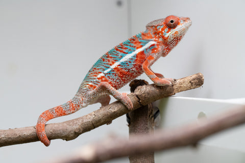 Ambilobe From "Manamanga-anina" (AKA Blue Breeze) x "Volamena-vovoka" (AKA Gold Dust) - Hatched Jan - Feb 2026 - Male #7