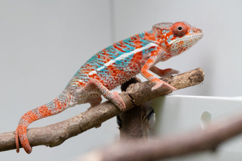 Ambilobe From "Manamanga-anina" (AKA Blue Breeze) x "Volamena-vovoka" (AKA Gold Dust) - Hatched Jan - Feb 2026 - Male #7