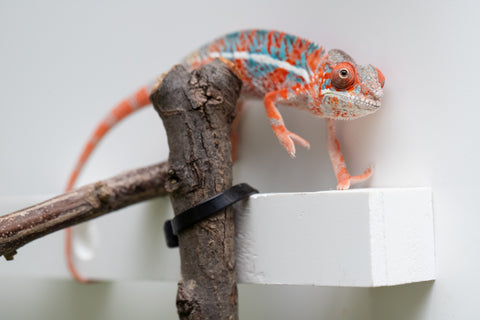 Ambilobe From "Manamanga-anina" (AKA Blue Breeze) x "Volamena-vovoka" (AKA Gold Dust) - Hatched Jan - Feb 2026 - Male #7