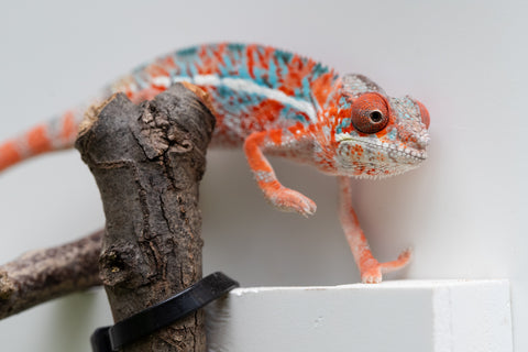 Ambilobe From "Manamanga-anina" (AKA Blue Breeze) x "Volamena-vovoka" (AKA Gold Dust) - Hatched Jan - Feb 2026 - Male #7