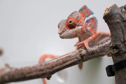 Ambilobe From "Manamanga-anina" (AKA Blue Breeze) x "Volamena-vovoka" (AKA Gold Dust) - Hatched Jan - Feb 2026 - Male #7