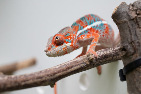 Ambilobe From "Manamanga-anina" (AKA Blue Breeze) x "Volamena-vovoka" (AKA Gold Dust) - Hatched Jan - Feb 2026 - Male #7