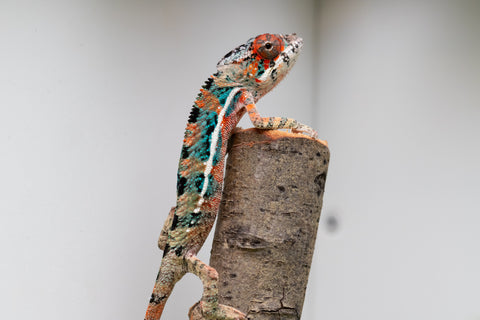 Ambilobe From "Manamanga-anina" (AKA Blue Breeze) x "Volamena-vovoka" (AKA Gold Dust) - Hatched Jan - Feb 2026 - Male #8