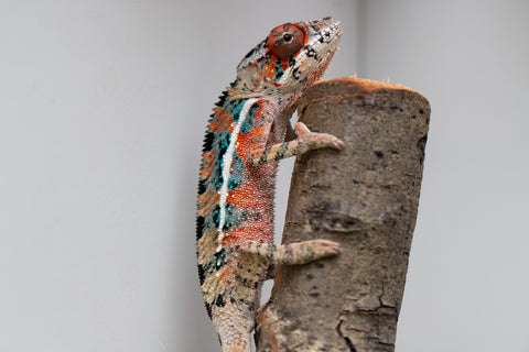 Ambilobe From "Manamanga-anina" (AKA Blue Breeze) x "Volamena-vovoka" (AKA Gold Dust) - Hatched Jan - Feb 2026 - Male #8