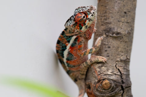 Ambilobe From "Manamanga-anina" (AKA Blue Breeze) x "Volamena-vovoka" (AKA Gold Dust) - Hatched Jan - Feb 2026 - Male #8