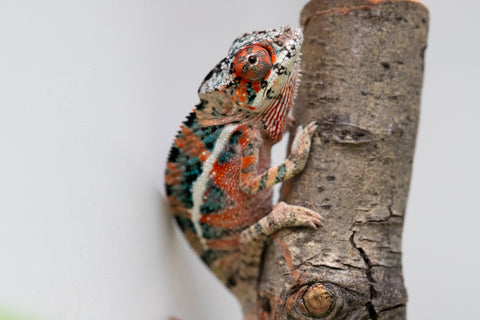 Ambilobe From "Manamanga-anina" (AKA Blue Breeze) x "Volamena-vovoka" (AKA Gold Dust) - Hatched Jan - Feb 2026 - Male #8