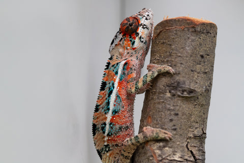 Ambilobe From "Manamanga-anina" (AKA Blue Breeze) x "Volamena-vovoka" (AKA Gold Dust) - Hatched Jan - Feb 2026 - Male #8