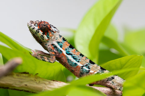 Ambilobe From "Manamanga-anina" (AKA Blue Breeze) x "Volamena-vovoka" (AKA Gold Dust) - Hatched Jan - Feb 2026 - Male #8