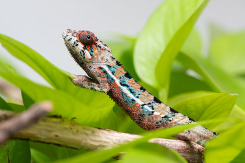 Ambilobe From "Manamanga-anina" (AKA Blue Breeze) x "Volamena-vovoka" (AKA Gold Dust) - Hatched Jan - Feb 2026 - Male #8