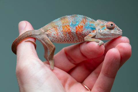 Holdbacks/Individuals: Ambilobe offspring from "Manalina-vorombozaka" (AKA Nite Owl) x "Sira" (AKA Salt) - Hatched August 2025 - Male #1