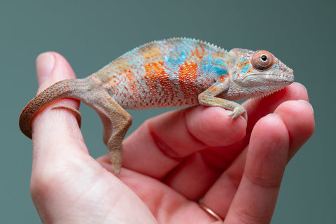 Holdbacks/Individuals: Ambilobe offspring from "Manalina-vorombozaka" (AKA Nite Owl) x "Sira" (AKA Salt) - Hatched August 2025 - Male #1