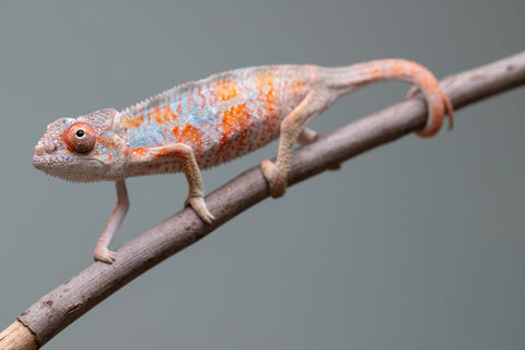 Holdbacks/Individuals: Ambilobe offspring from "Manalina-vorombozaka" (AKA Nite Owl) x "Sira" (AKA Salt) - Hatched August 2025 - Male #1