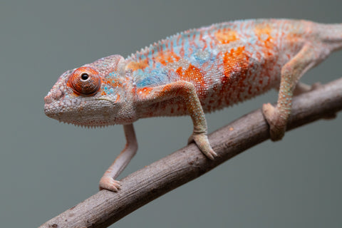 Holdbacks/Individuals: Ambilobe offspring from "Manalina-vorombozaka" (AKA Nite Owl) x "Sira" (AKA Salt) - Hatched August 2025 - Male #1