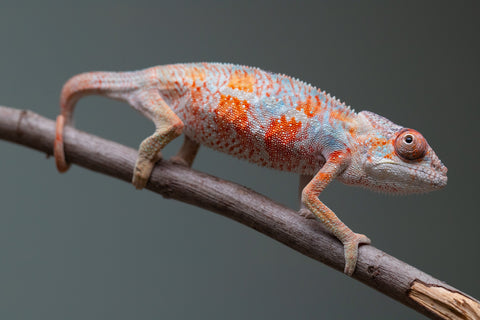 Holdbacks/Individuals: Ambilobe offspring from "Manalina-vorombozaka" (AKA Nite Owl) x "Sira" (AKA Salt) - Hatched August 2025 - Male #1