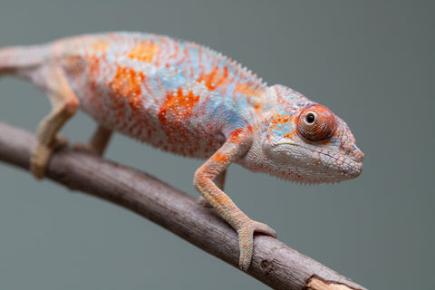 Holdbacks/Individuals: Ambilobe offspring from "Manalina-vorombozaka" (AKA Nite Owl) x "Sira" (AKA Salt) - Hatched August 2025 - Male #1