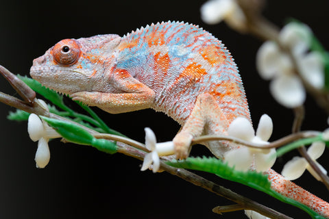 Holdbacks/Individuals: Ambilobe offspring from "Manalina-vorombozaka" (AKA Nite Owl) x "Sira" (AKA Salt) - Hatched August 2025 - Male #1