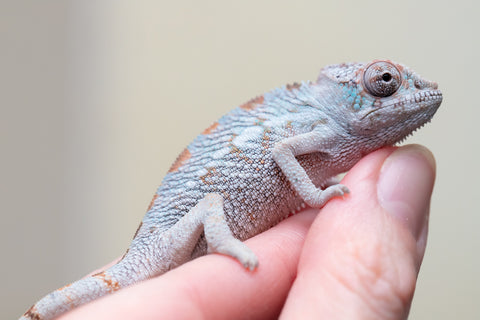 Holdbacks/Individuals: Premiere 50/50 Locale Cross offspring from "Marvin Gaye x "Biby" (AKA Bug) - Hatched August 2025 - Male #1